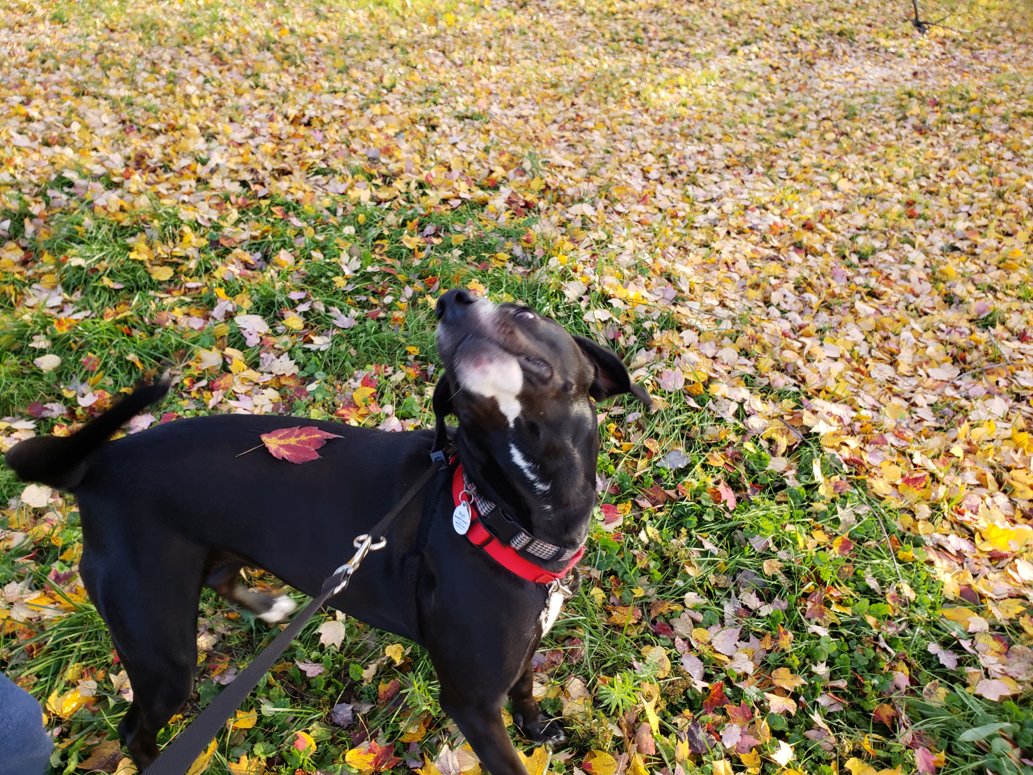 Ella in the leaves during autumn 2019. there is a red leaf on her back and she is looking at it in shock.